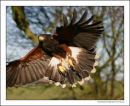 Harris Hawk